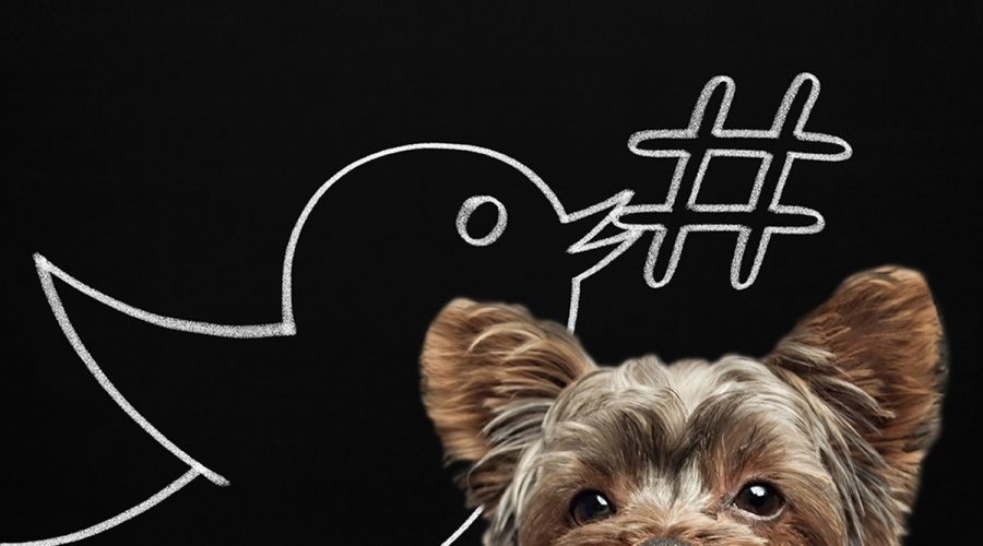 How to Target & Convert Leads on Twitter: an Advanced Guide for Petpreneurs