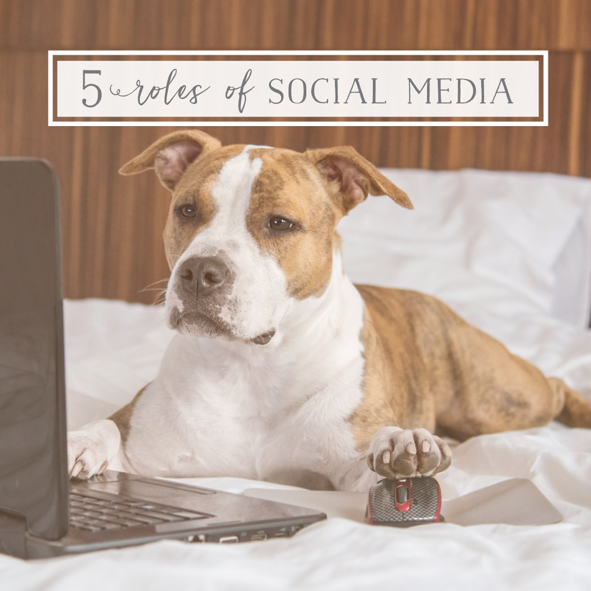 Social Media Roles for Dog Businesses