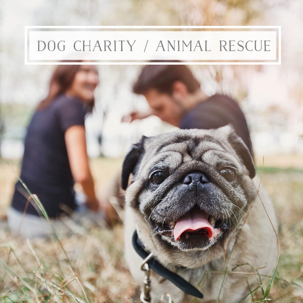 Animal rescue dog charity