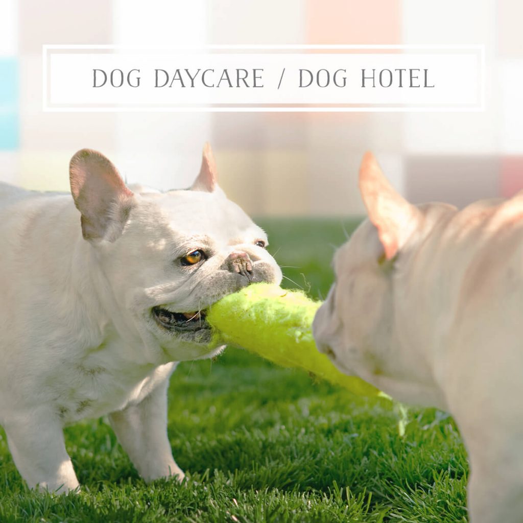 Dog Day care Dog Hotel