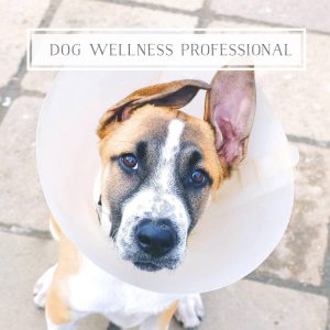 Dog Wellness