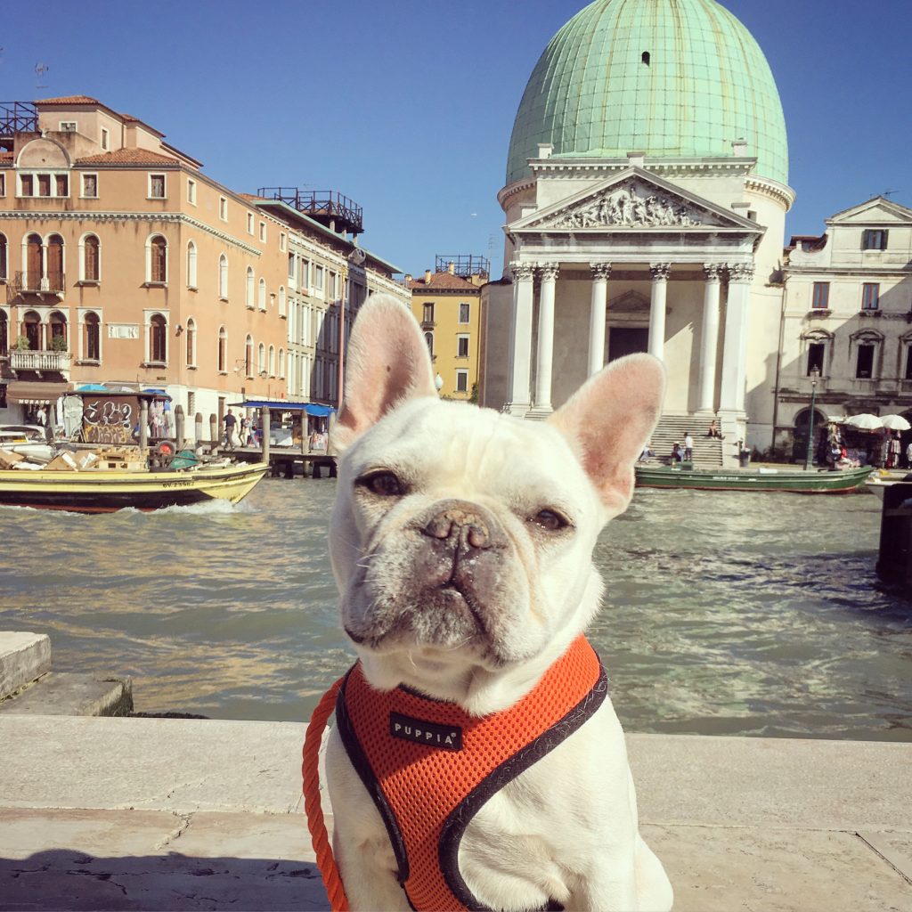 French Bulldog in Venice Italy