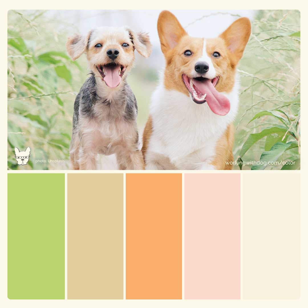 Our color palette is unique 🎨 - Fable Pets