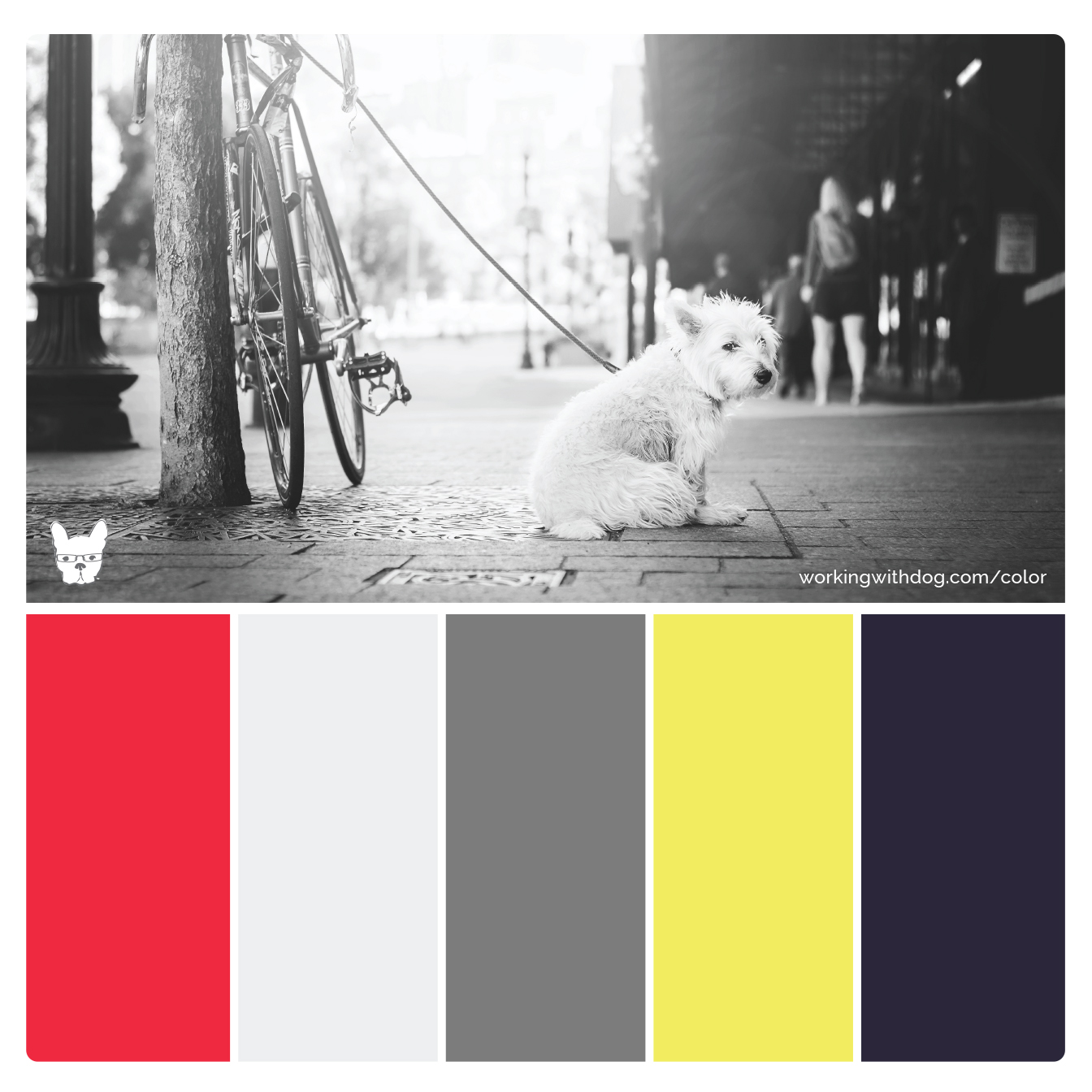 Color Palettes For Pet Brands