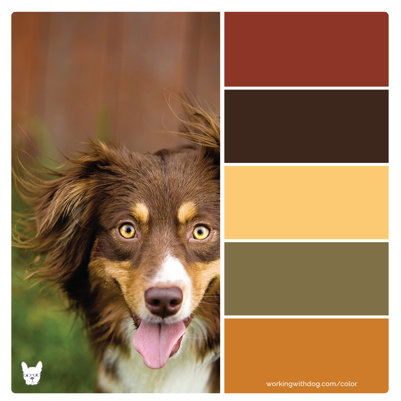 Color Palettes for Pet Brands