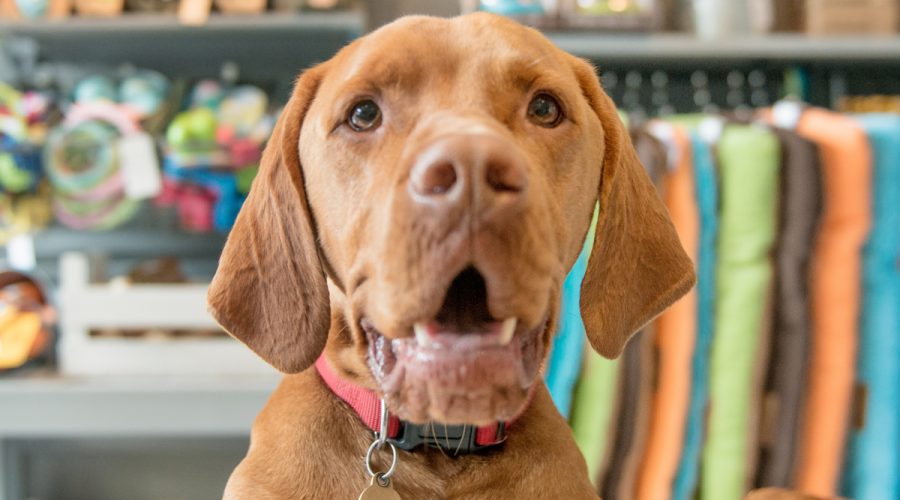 How to Keep your Competitive Edge as an Indie Pet Retailer