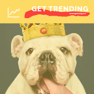 September 2020 Pet Trends & Upcoming Topics