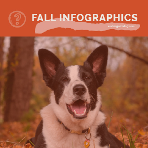 Fall Infographics