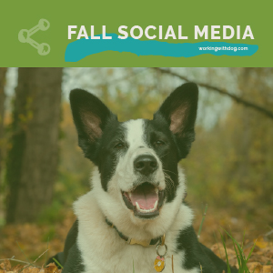 Fall Social Media Posts & Templates
