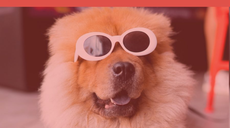 On-Site Pinterest Optimization for Pet Brands