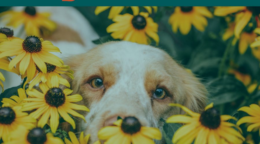 3 Pet-Friendly Gardening Newsletter Templates for Pet Businesses